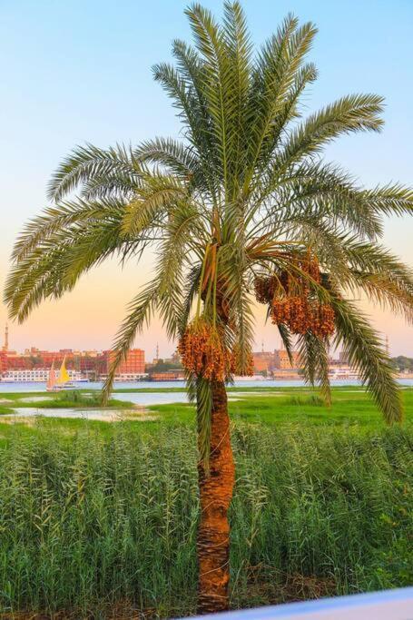 Royal Nile Villa - Nile View Apartment 1 樂蜀 外观 照片